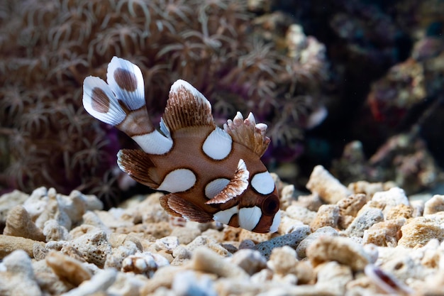 pesci Sweetlips maculati sul fondo del mare e sulle barriere coralline