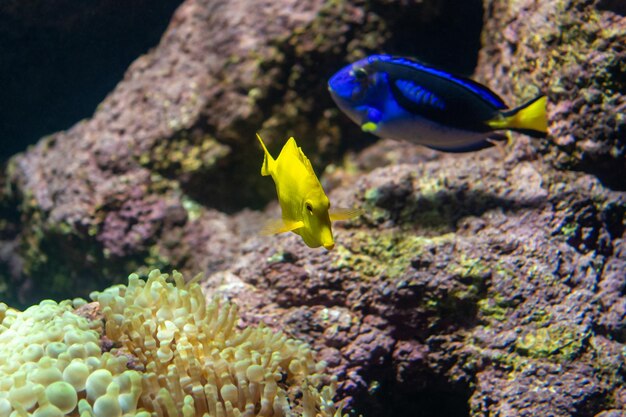 Pesci tropicali che nuotano in un acquario marino