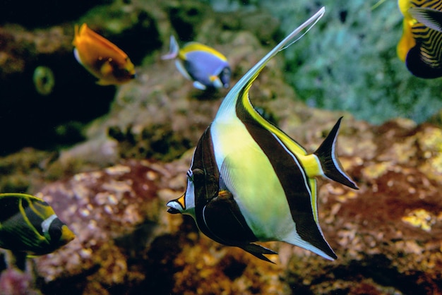 Pesci tropicali colorati e coralli sott'acqua nell'acquario