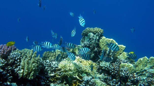 Pesci tropicali colorati su una barriera corallina, mondo fatato incredibilmente bello. Nei giardini di corallo del