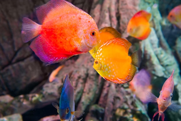 Pesci tropicali colorati Symphysodon in acquario come sfondo di vita marina sottomarina