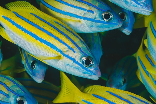 Pesci tropicali di colore blu e giallo