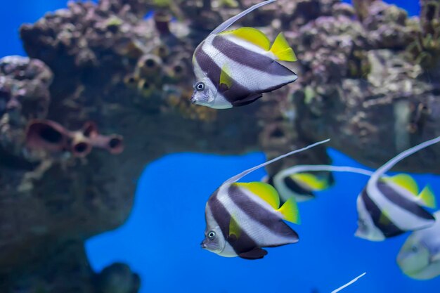 Pesci tropicali esotici sullo sfondo di coralli e barriere corallineUno stormo di sfregamenti d'acquario a strisce