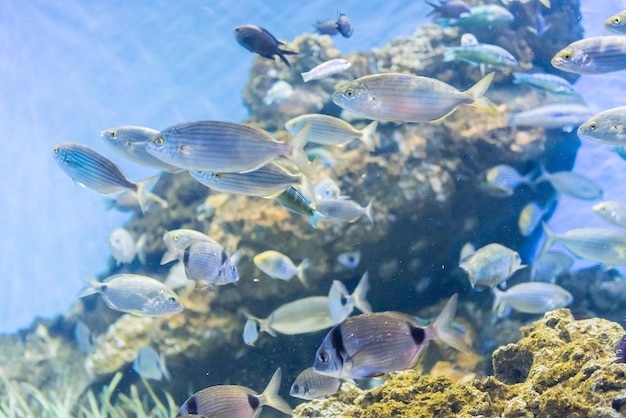 Pesci tropicali in ambiente acquario