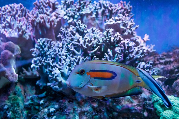 Pesci tropicali luminosi su una barriera corallina. Un grande branco di pesci nuota sott'acqua. Bellissimo sfondo aqua, sul fondo del mare, sfondo marino. Uno stormo di pesci nell'acquario