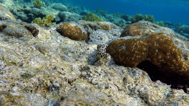 Pesci tropicali variopinti vicino alla barriera corallina Colpo subacqueo incredibilmente bello
