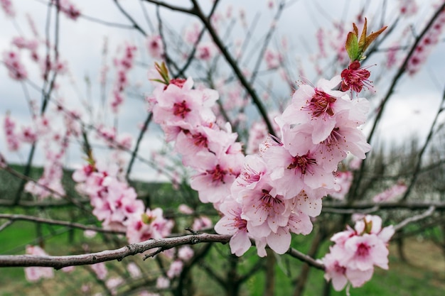 Pesco rami di alberi da frutto durante la fioritura con i fiori