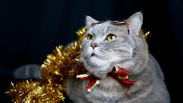 Pet British Scottish straight cat per il nuovo anno 2022 Natale con occhiali e coperta rossa primo piano Un simpatico animale grigio celebra le vacanze