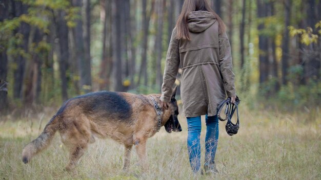 Pet - cane da pastore tedesco nella foresta autunnale - vista posteriore, teleobiettivo