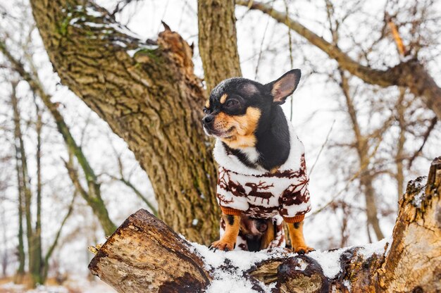 Pet dog Chihuahua Chihuahua cane per una passeggiata. Chihuahua nero, marrone e bianco. Cane e albero in inverno