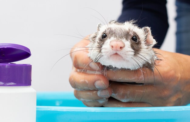 Pet Ferret godendo di un bagno al coperto.