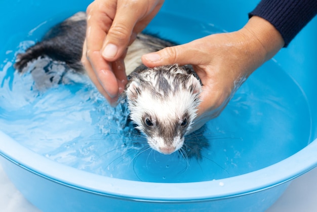 Pet Ferret godendo di un bagno al coperto.