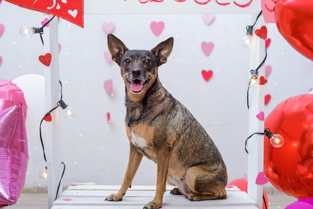 Pet ritratto su una cabina baciare Ritratto in studio di cane con palloncini e cuori