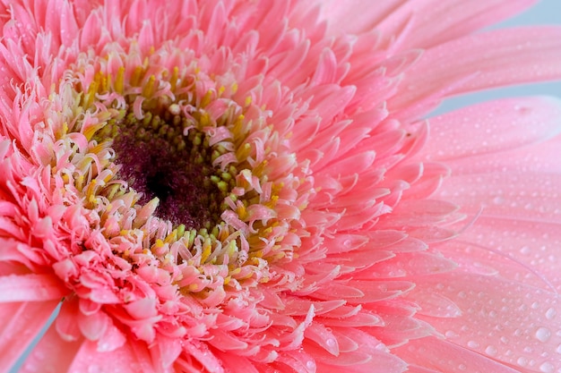 Petali delicati di fiori rosa