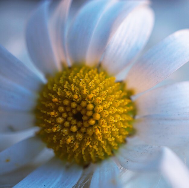 petali di fiore romantico margherita bianca decorativi