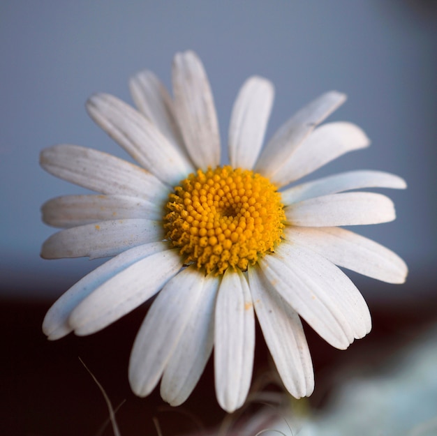 petali di fiori bianchi margherita