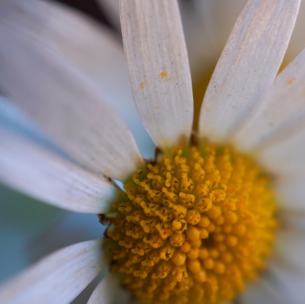 petali di fiori bianchi margherita