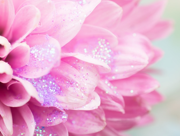 Petali di fiori coperti di rugiada scintillante