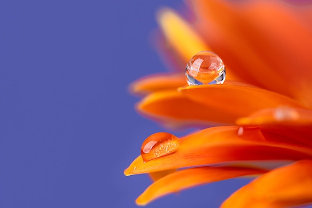 Petali di fiori d'arancio con goccia d'acqua si chiudono su sfondo viola moderno
