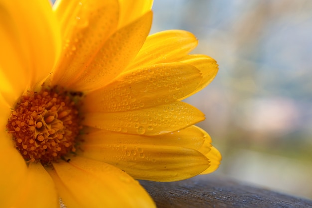 petali di fiori d&#39;arancio