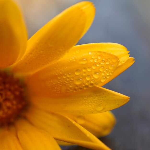 petali di fiori d&#39;arancio