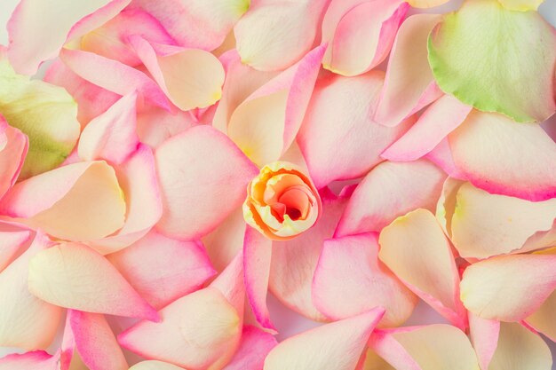 Petali di fiori delicati sfondo floreale Ottimo per biglietti di auguri per il giorno della madre o il giorno di San Valentino