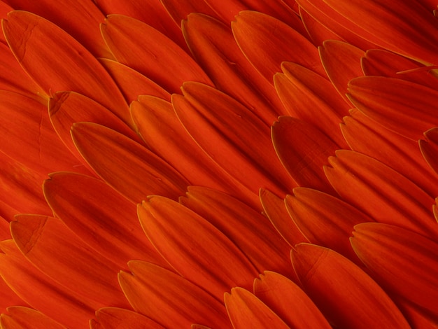 Petali di fiori di gerbera arancione