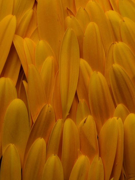 Petali di fiori di gerbera gialla