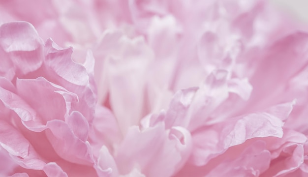 Petali di fiori di peonia rosa Soft focus Sfondo floreale astratto per il design del marchio vacanza