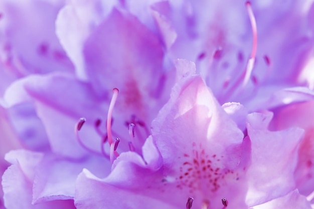 Petali di fiori di rododendro rosa Sfondo floreale Concetto di giardinaggio