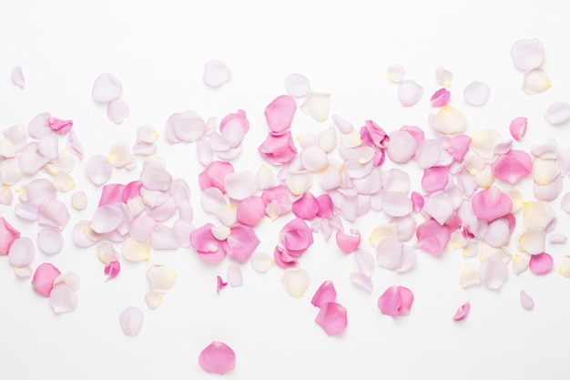 Petali di fiori di rosa pastello su bianco