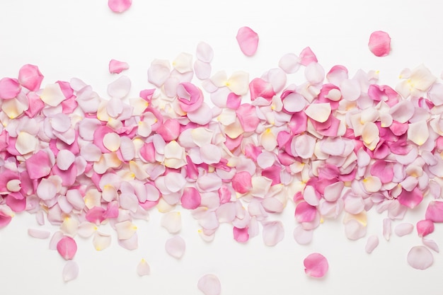 Petali di fiori di rosa pastello su sfondo bianco. Lay piatto, vista dall'alto, copia spazio.