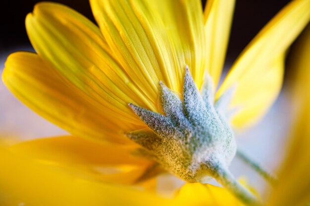 petali di fiori gialli