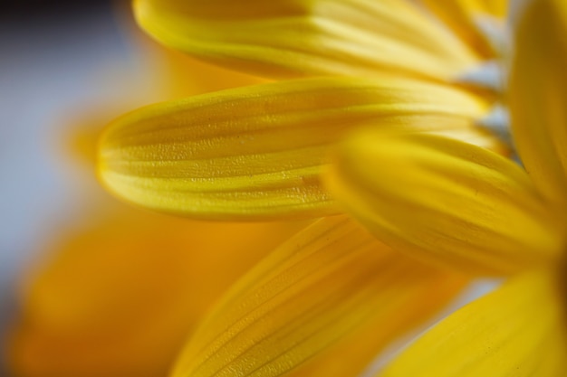 petali di fiori gialli