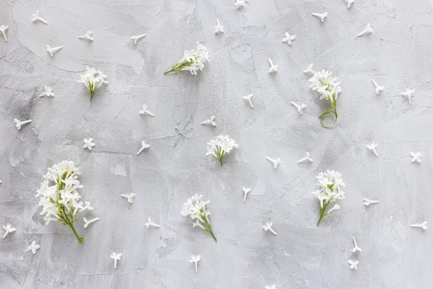 Petali di fiori lilla bianchi freschi su sfondo grigio