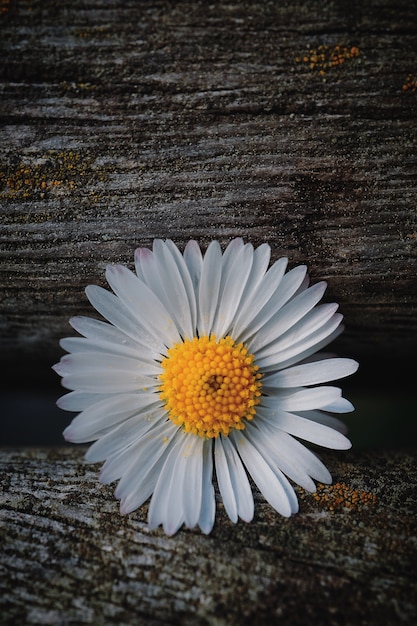 Petali di fiori margherita