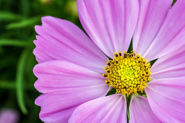 Petali di fiori rosa in più strati