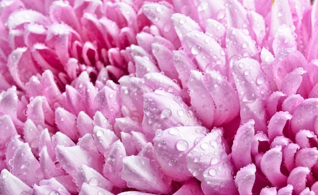 Petali di grandi crisantemi rosa in primo piano gocce di rugiada.