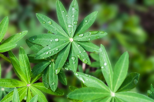 Petali di lupino dopo la pioggia