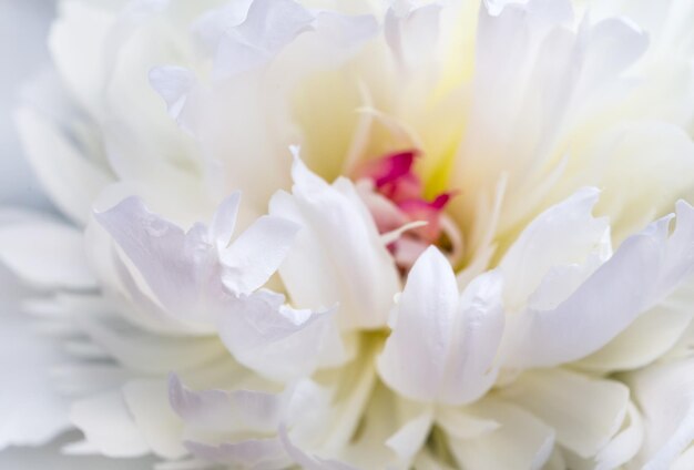 Petali di peonia rosa bianco pallido sfondo romantico astratto pastello e carta di fiori morbidi