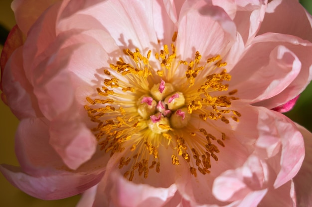 Petali di peonie rosa vicino a uno sfondo sfocato