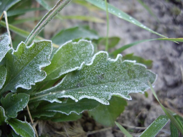 Petali di piante e erbe nella stagione autunnale