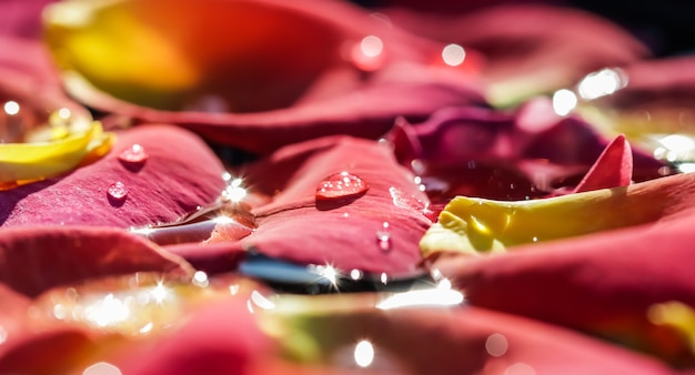 Petali di rosa gialla rossa con gocce d'acqua aromaterapia e concetto di spa sfocato sfondo floreale