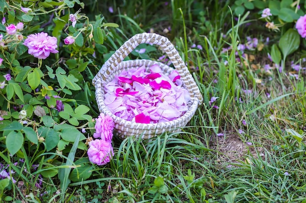 Petali di rosa rosa in un cesto su erba verdeIngredienti cosmetici naturali o tisane