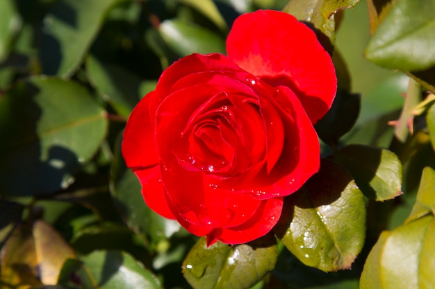 Petali di rosa rossa con il primo piano delle gocce di pioggia. Red Rose su un ramo in giardino