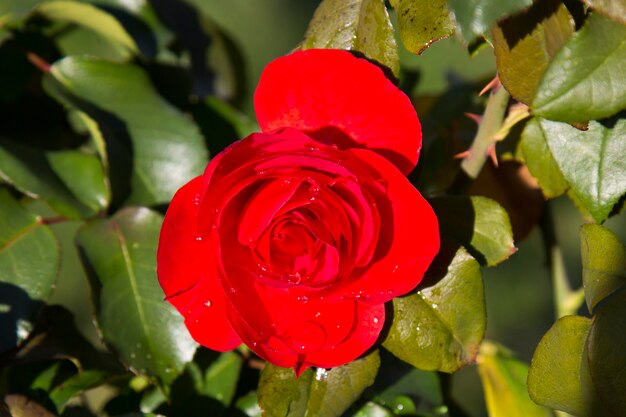 Petali di rosa rossa con la rosa rossa del primo piano delle gocce di pioggia su un ramo