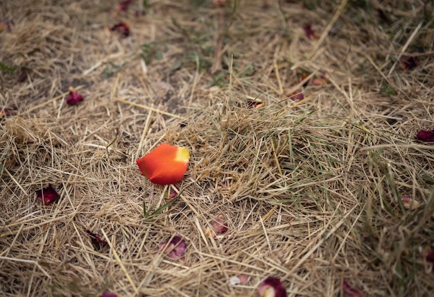 Petali di rosa su erba secca