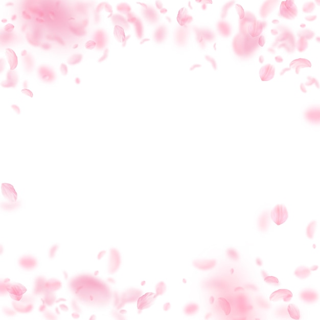 Petali di Sakura che cadono. Fiori rosa romantici pioggia che cade. Petali volanti su sfondo quadrato bianco. Amore, concetto di romanticismo. Invito a nozze magnetico.