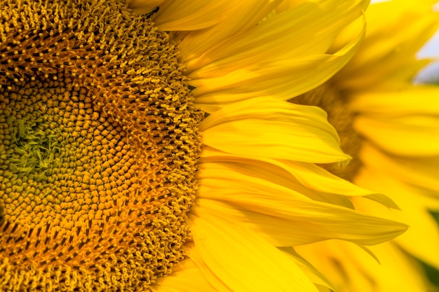 Petali gialli luminosi sui girasoli gialli