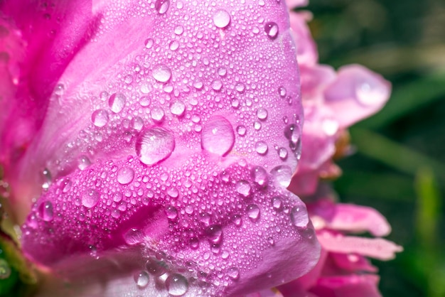 Petali rosa di una peonia in fiore. primo piano di peonia. gocce di rugiada